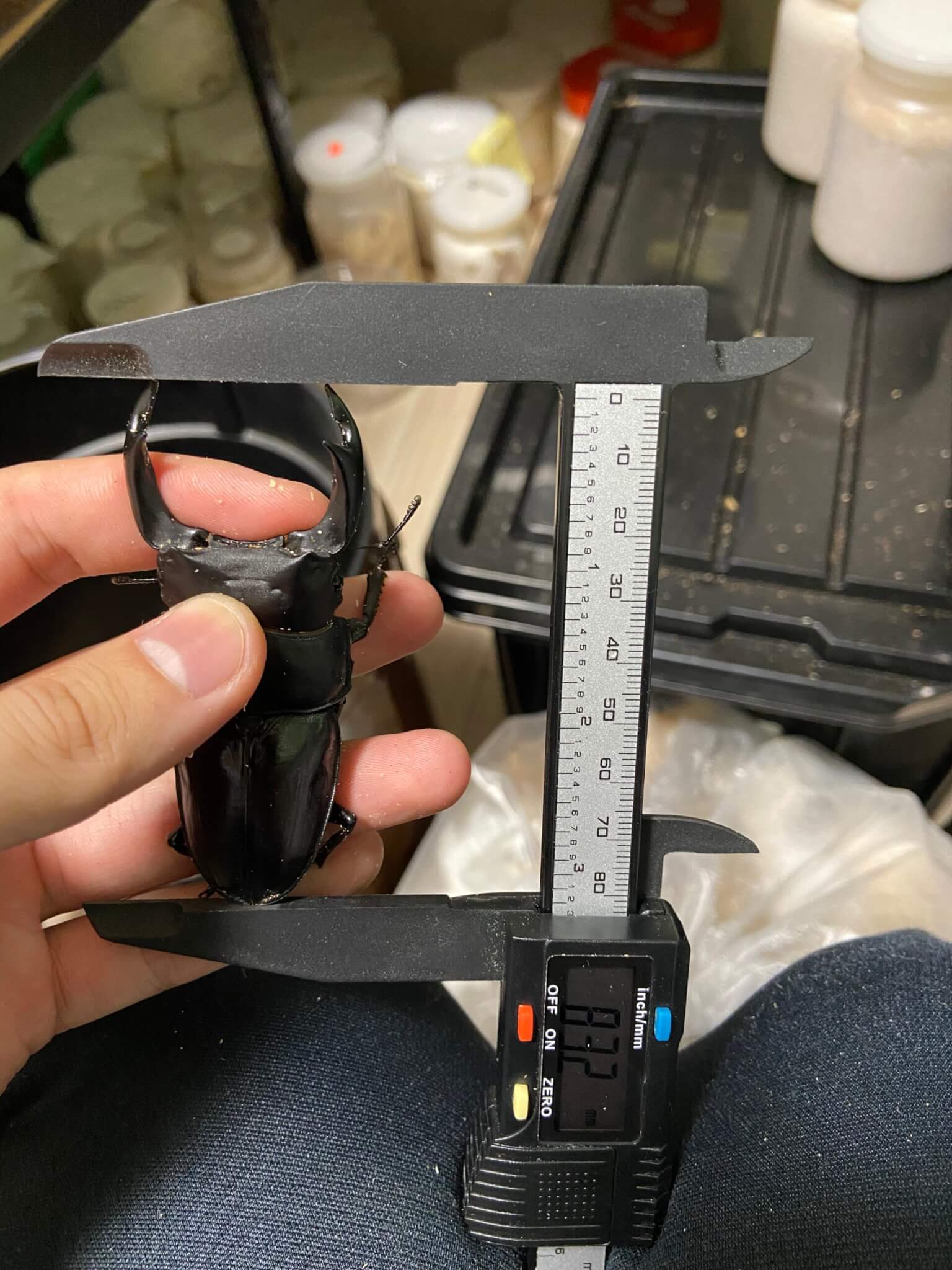 国産オオクワガタ　能勢SR