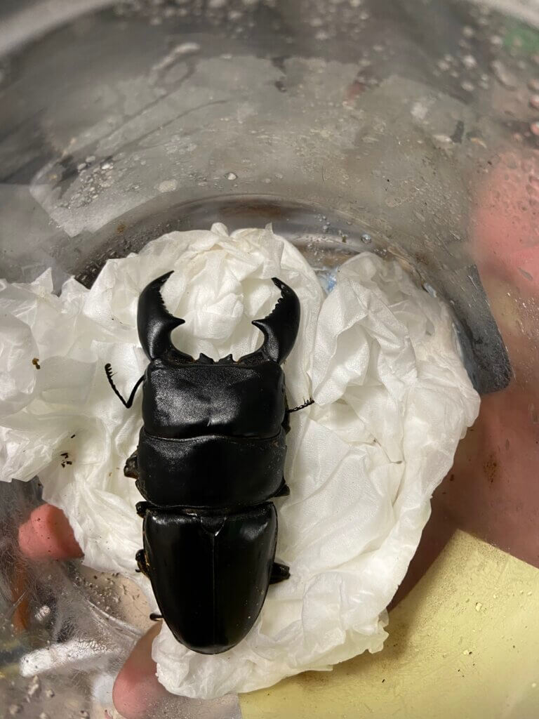 スマトラオオヒラタクワガタ