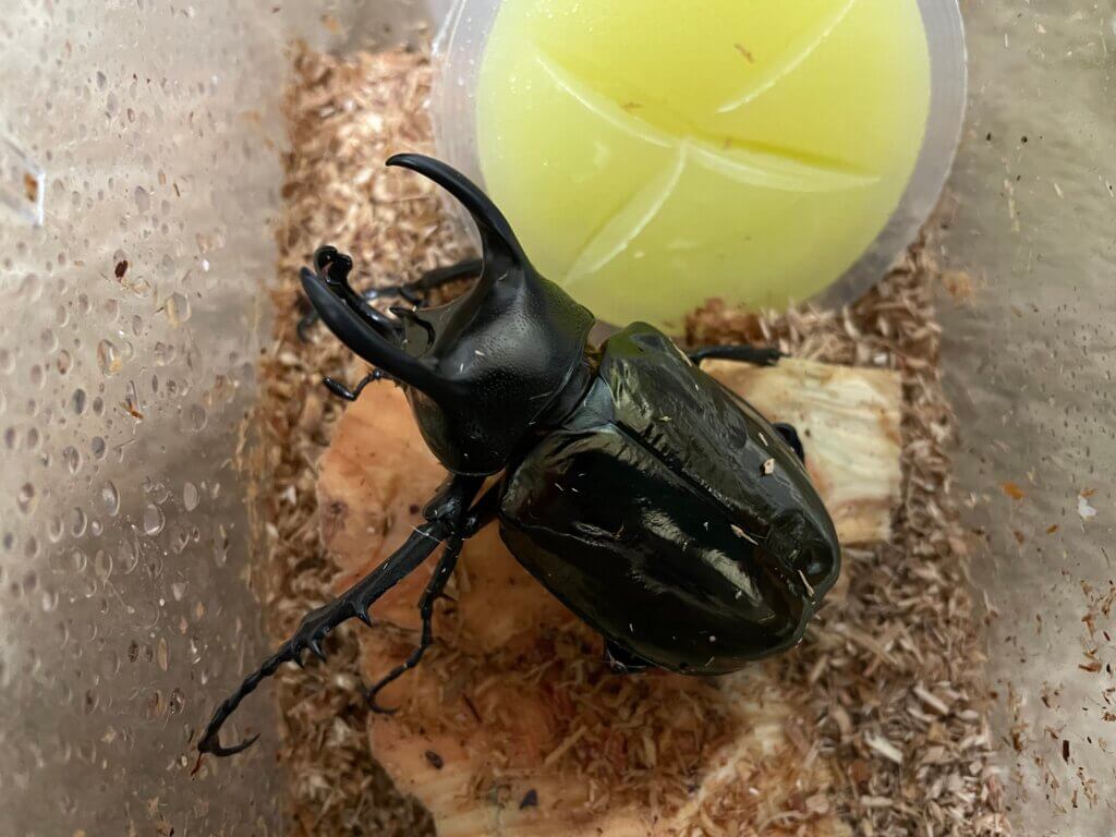 アトラスオオカブト　ミンダナオ