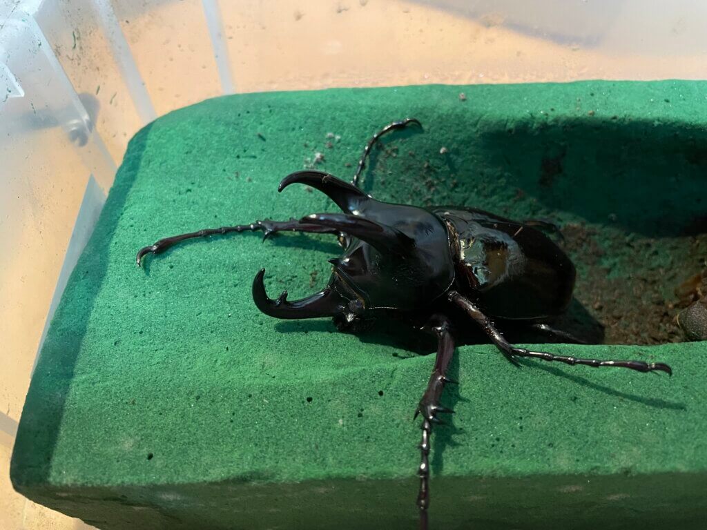 コーカサスオオカブト　マレー