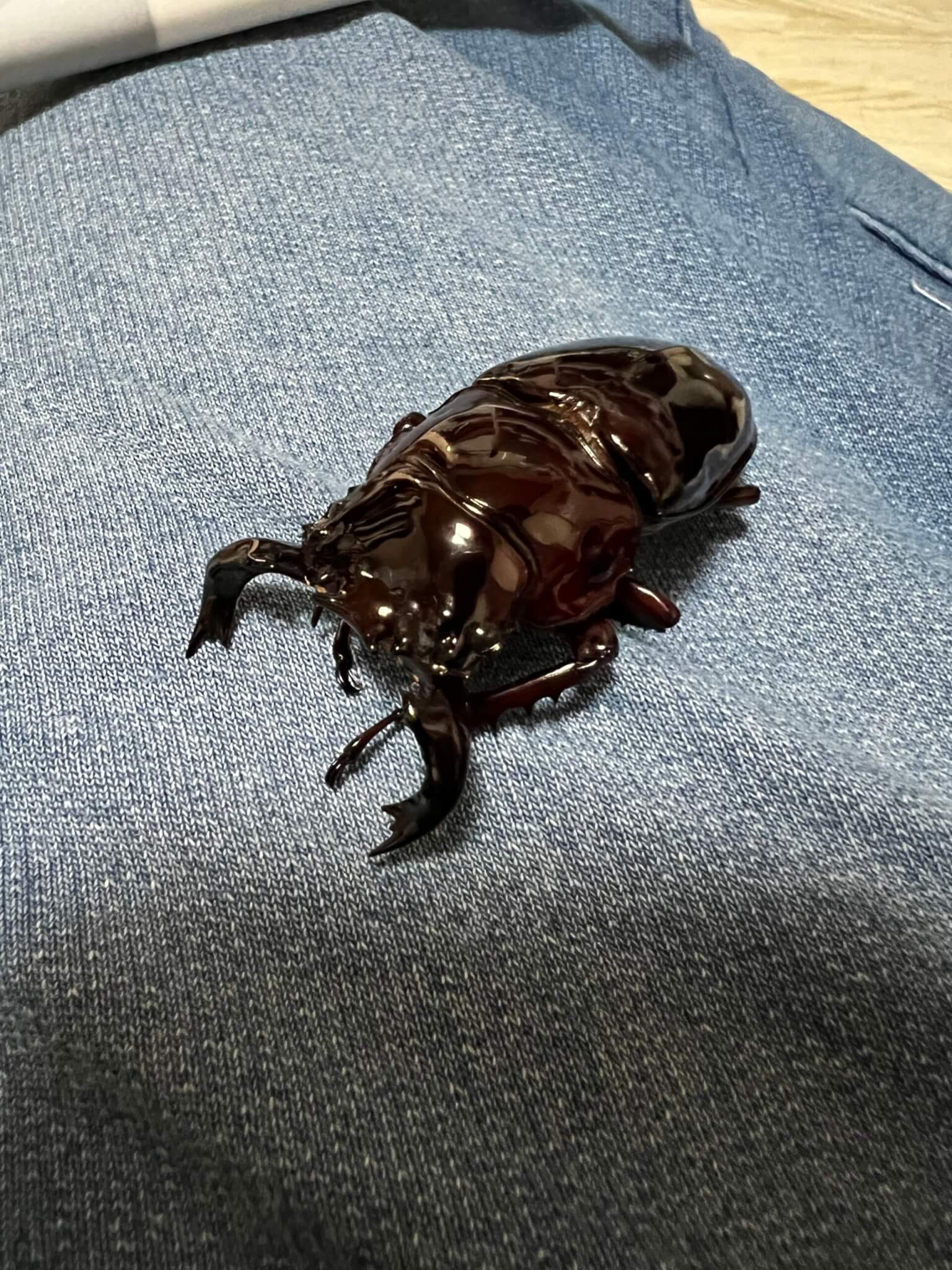 タランドゥスオオツヤクワガタ