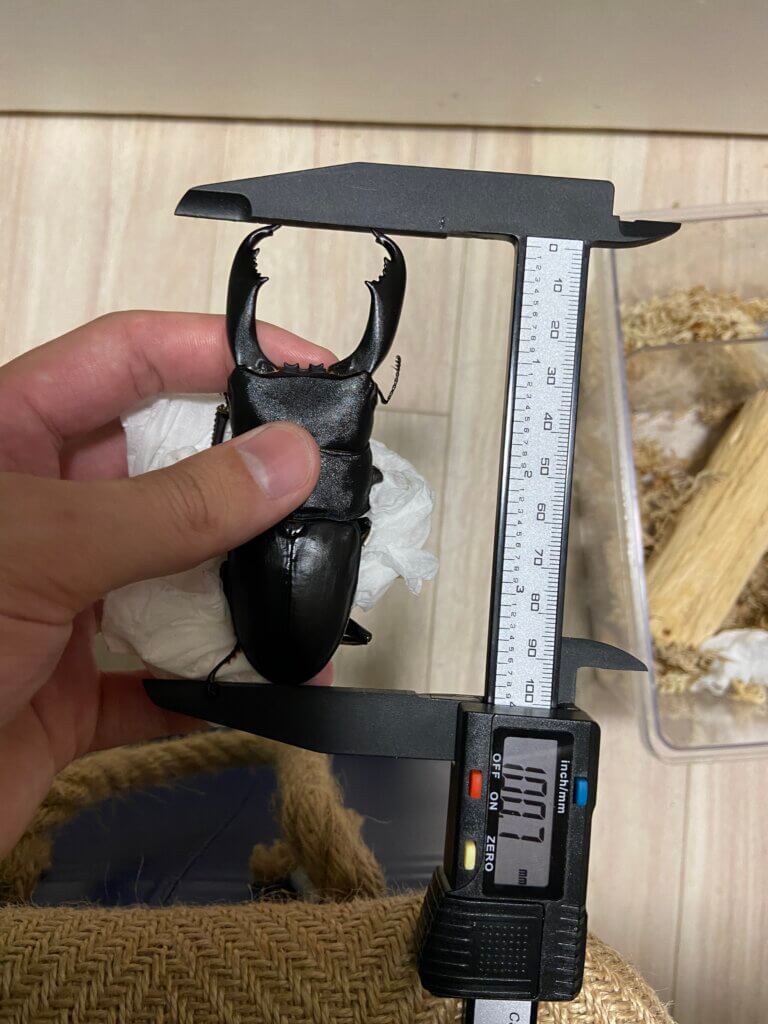 スラウェシオオヒラタクワガタ