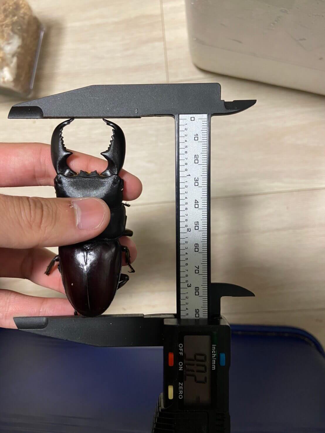 スマトラオオヒラタクワガタ