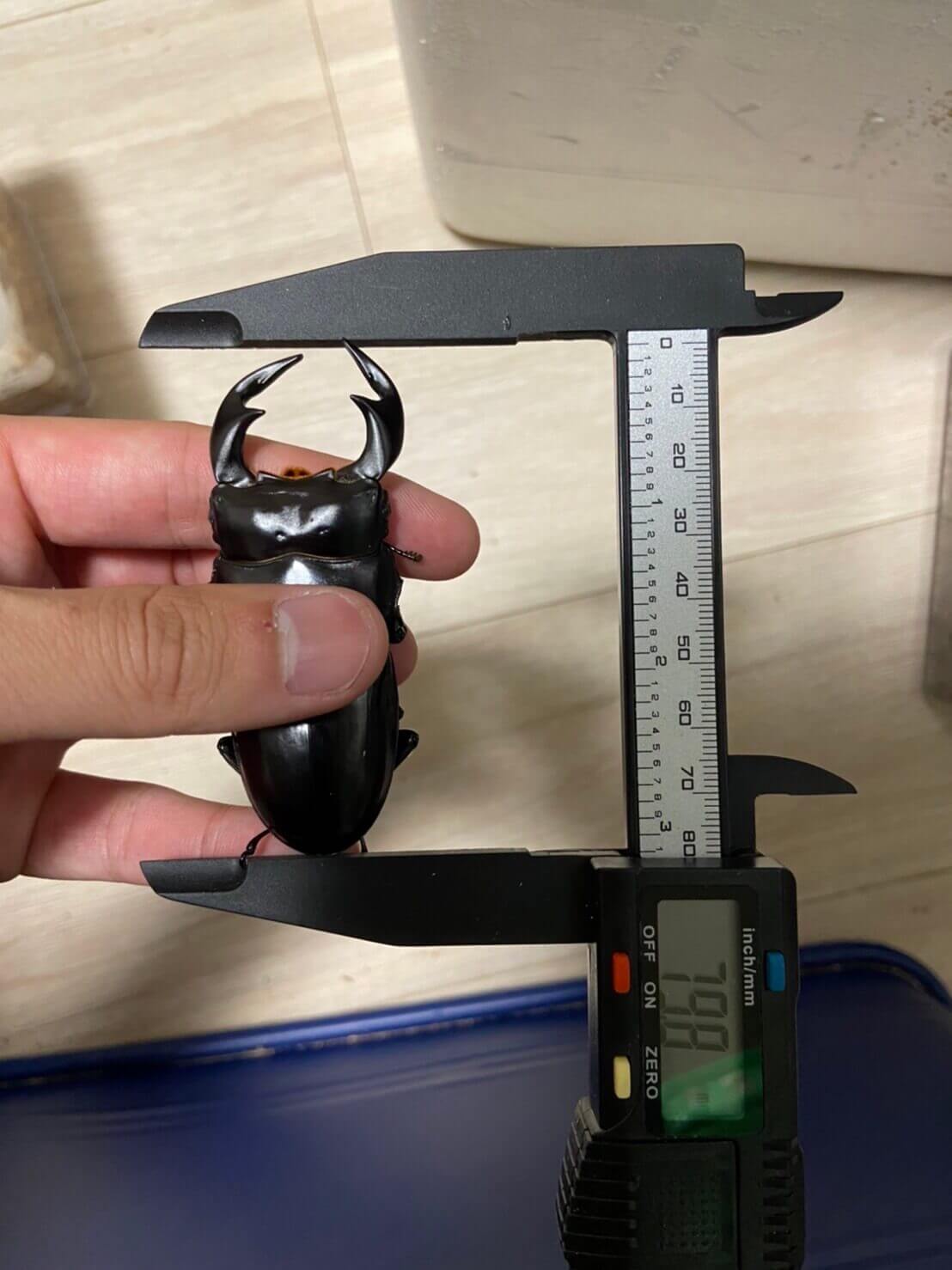 アンタエウスオオクワガタ インド