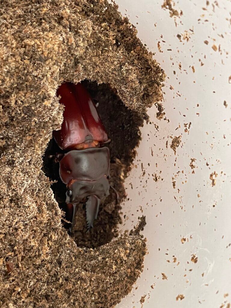 ババオウゴンオニクワガタ