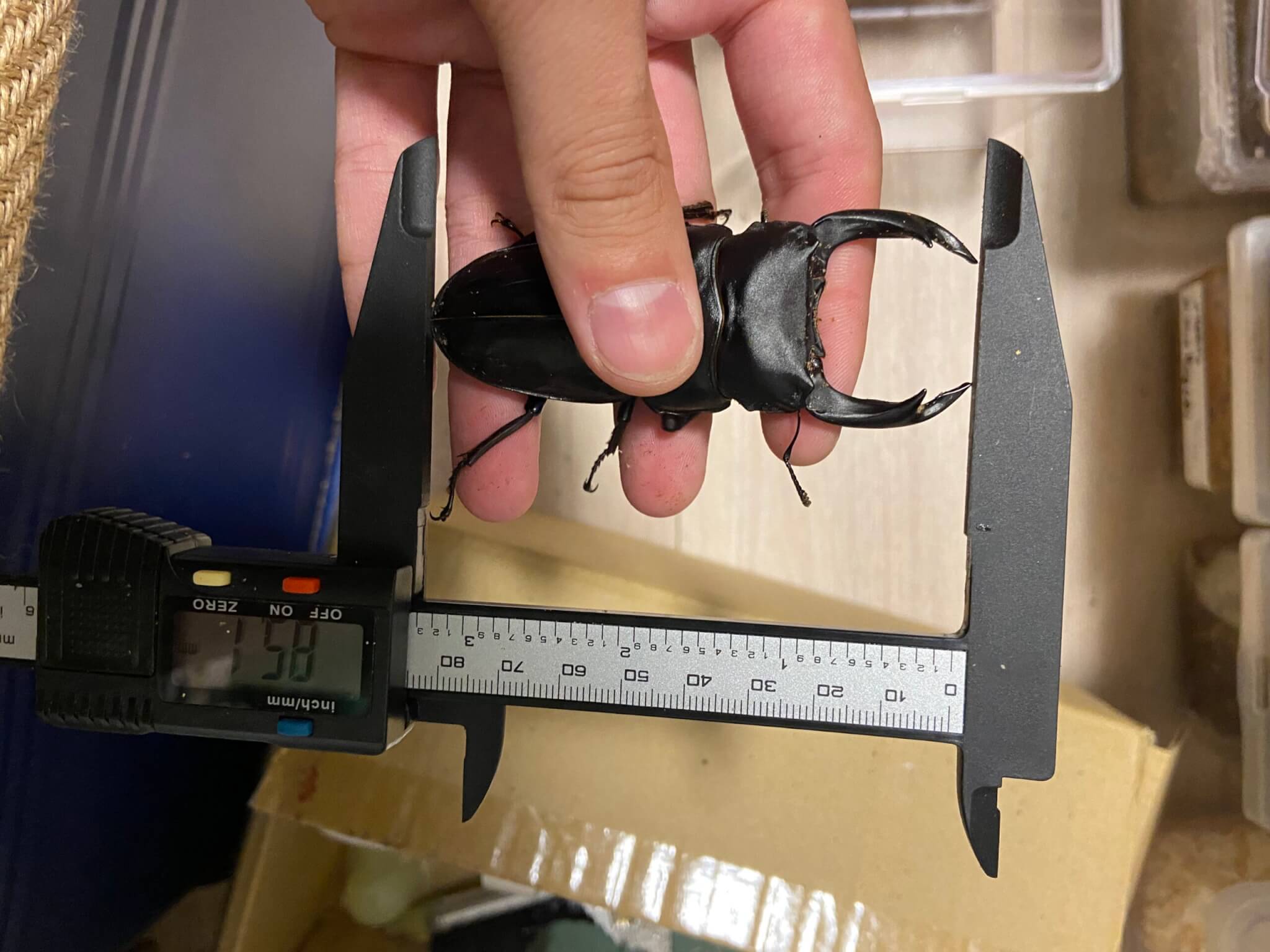 国産オオクワガタ 能勢SR