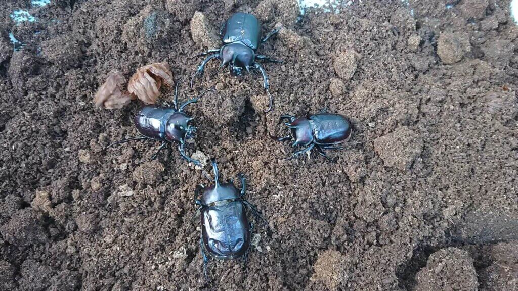 パチェコヒメゾウカブト