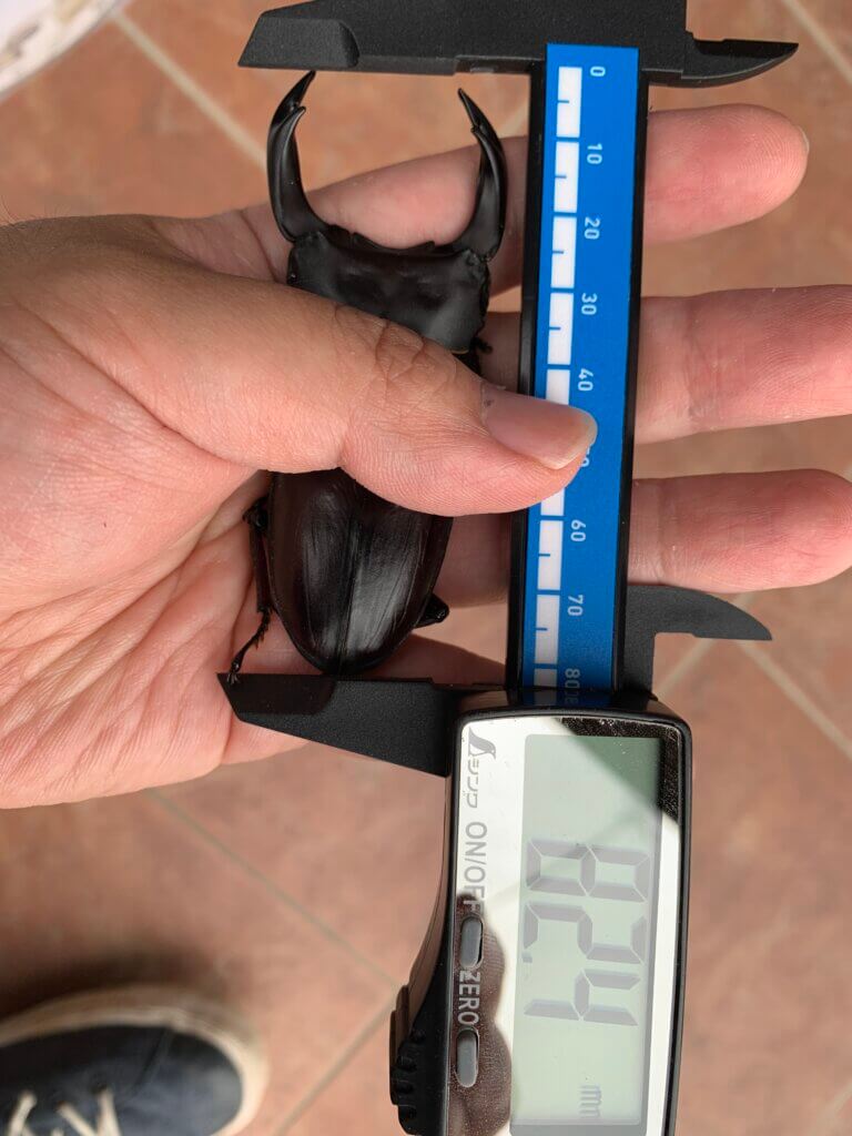 国産オオクワガタ　能勢YG