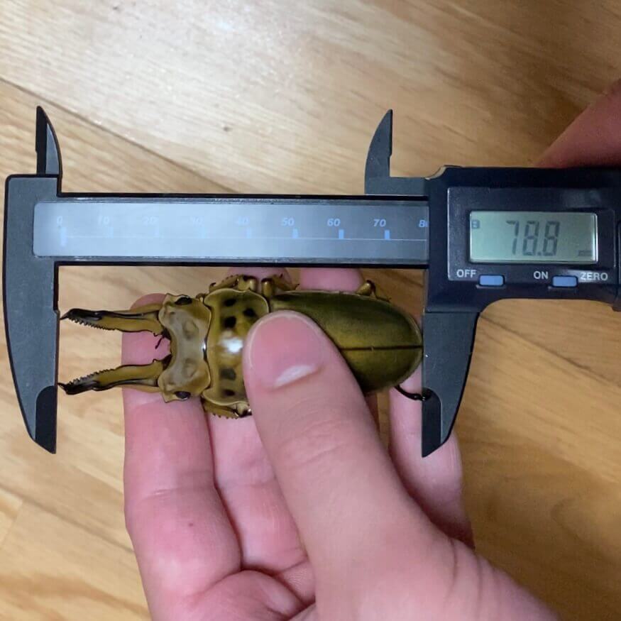 ババオウゴンオニクワガタ