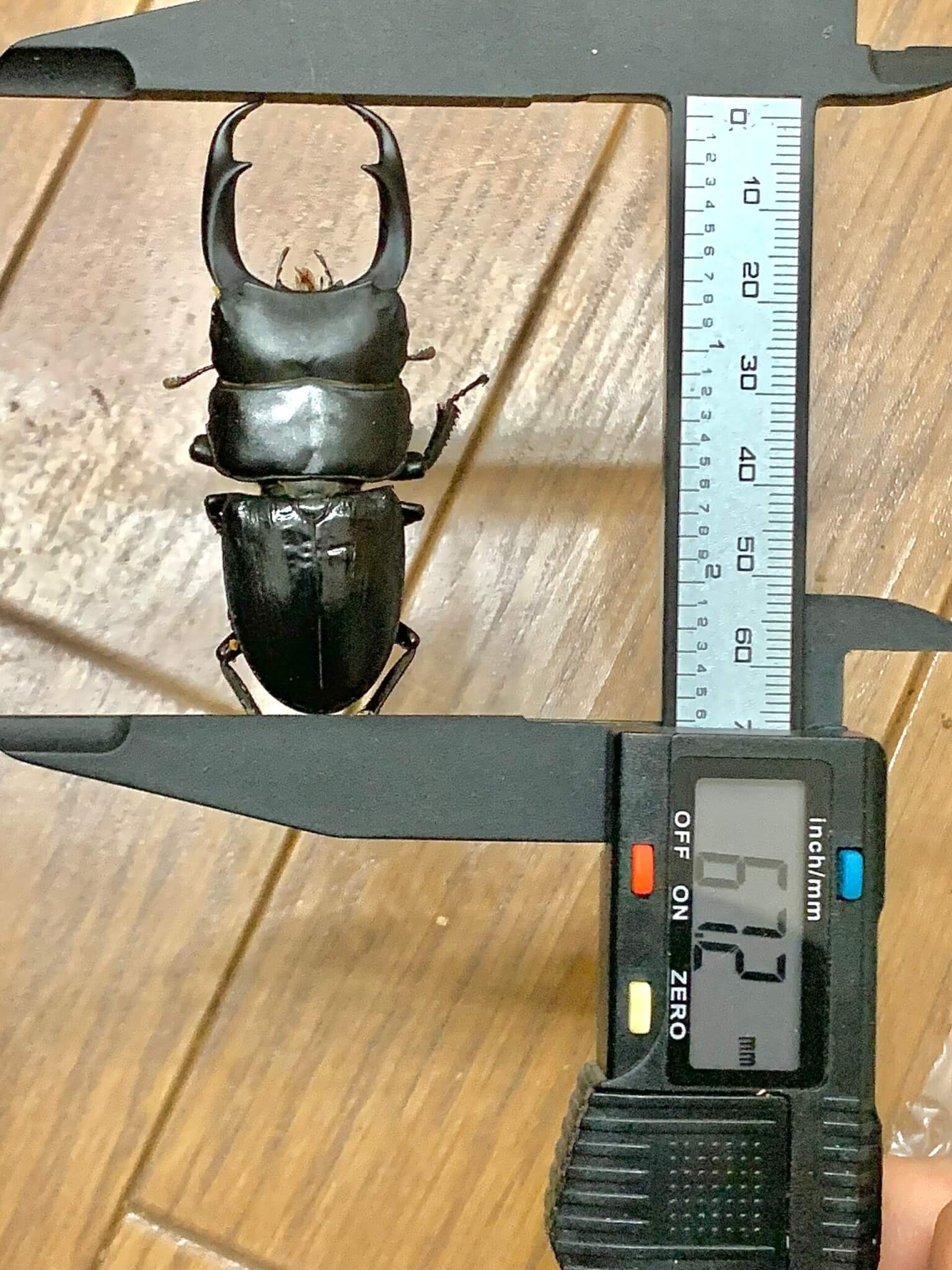 パリーオオクワガタ　カンボジア