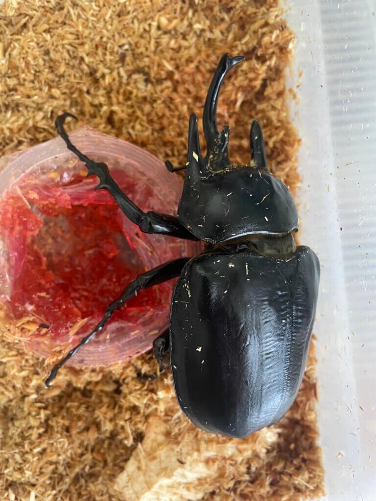 レックス ゾウカブト