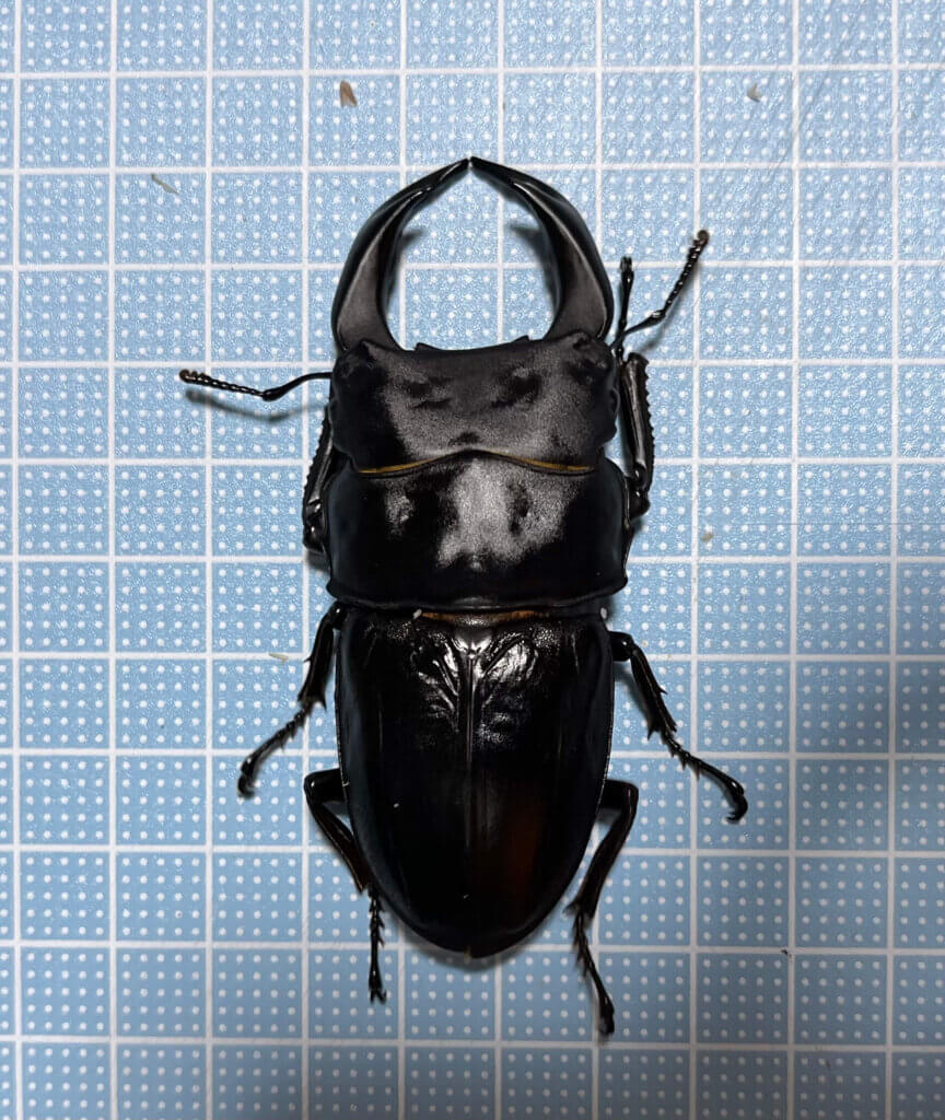 国産オオクワガタ