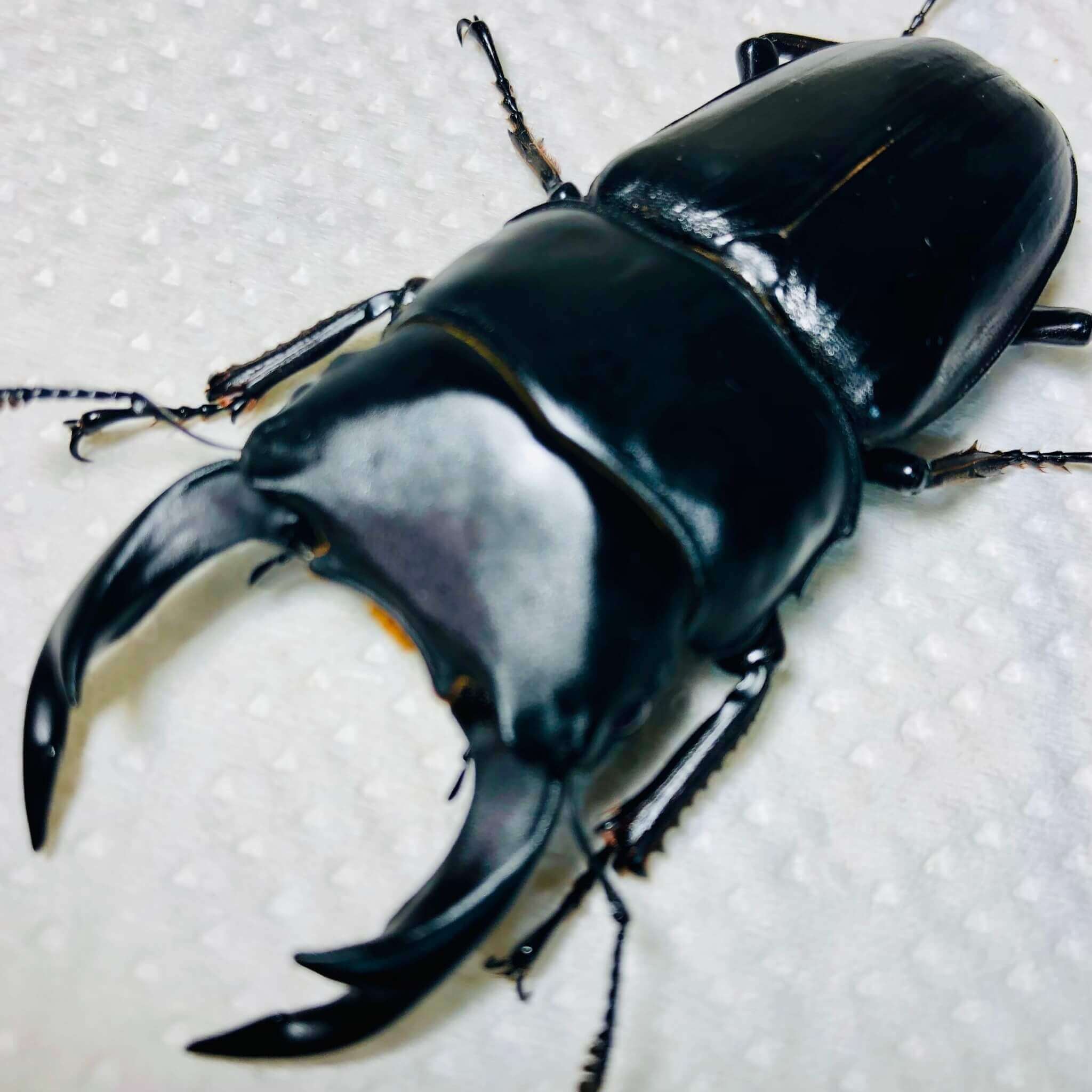 国産オオクワガタ　兵庫