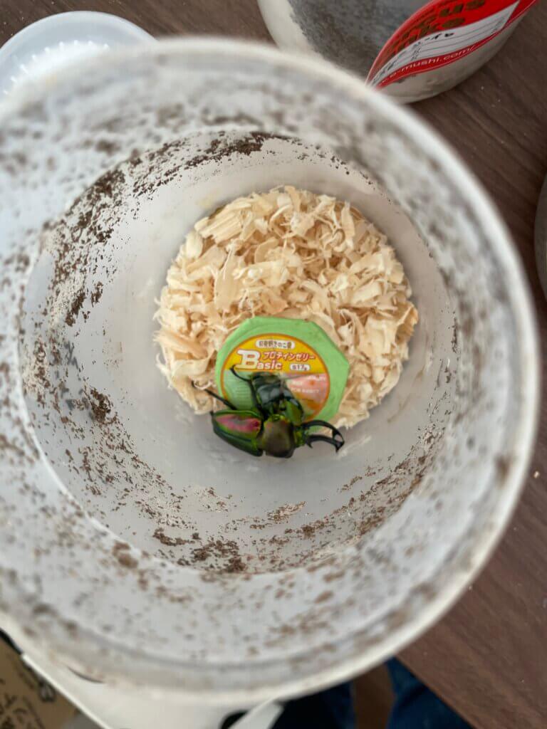 ニジイロクワガタ