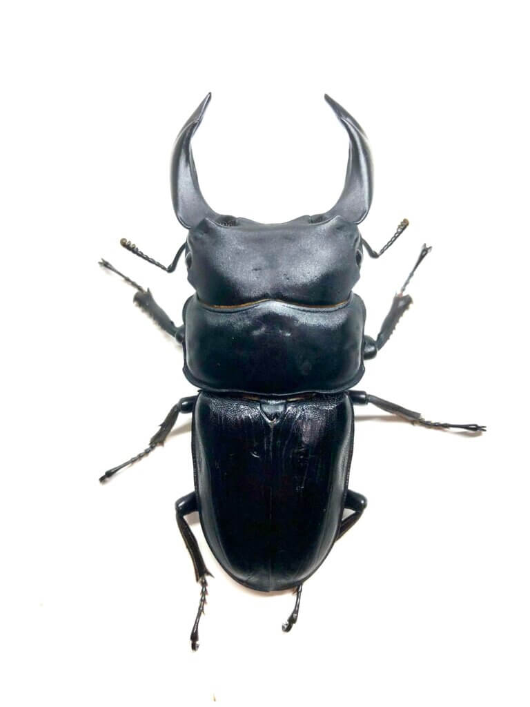 国産オオクワガタ　能勢YG