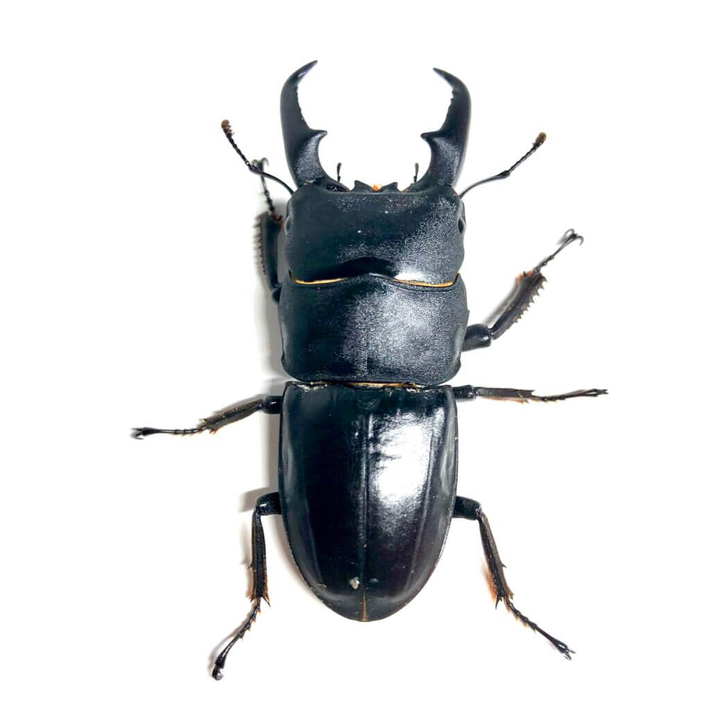 国産ヒラタクワガタ