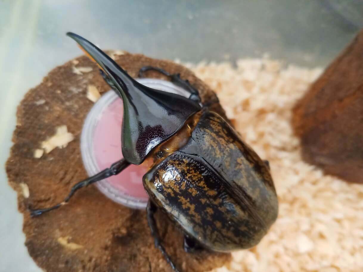 ヘラクレス・ヘラクレス