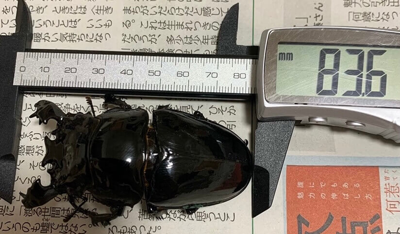 タランドゥスオオツヤクワガタ