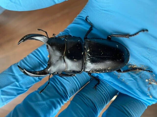 国産オオクワガタ 久留米