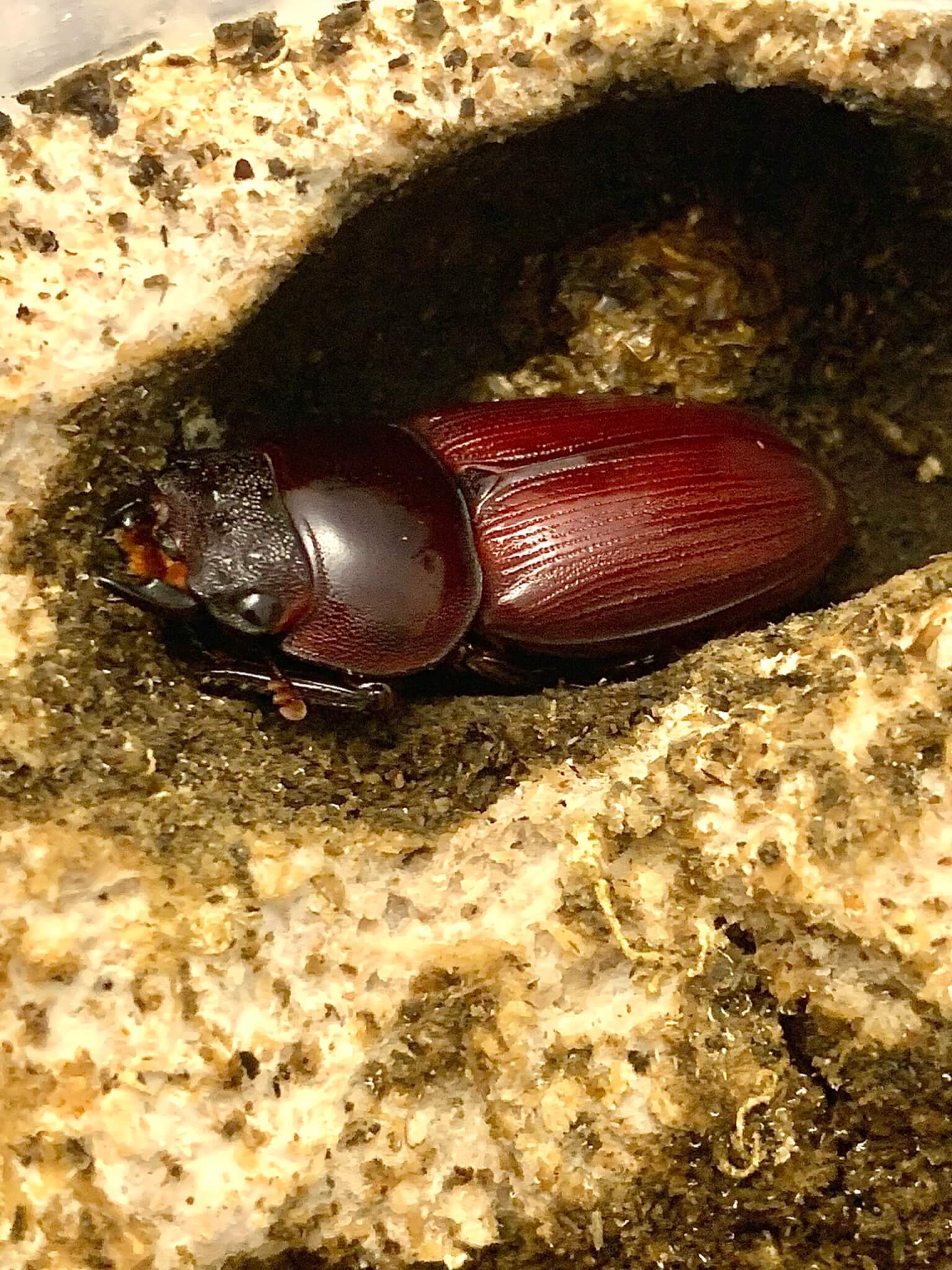 パリーオオクワガタ スマトラ