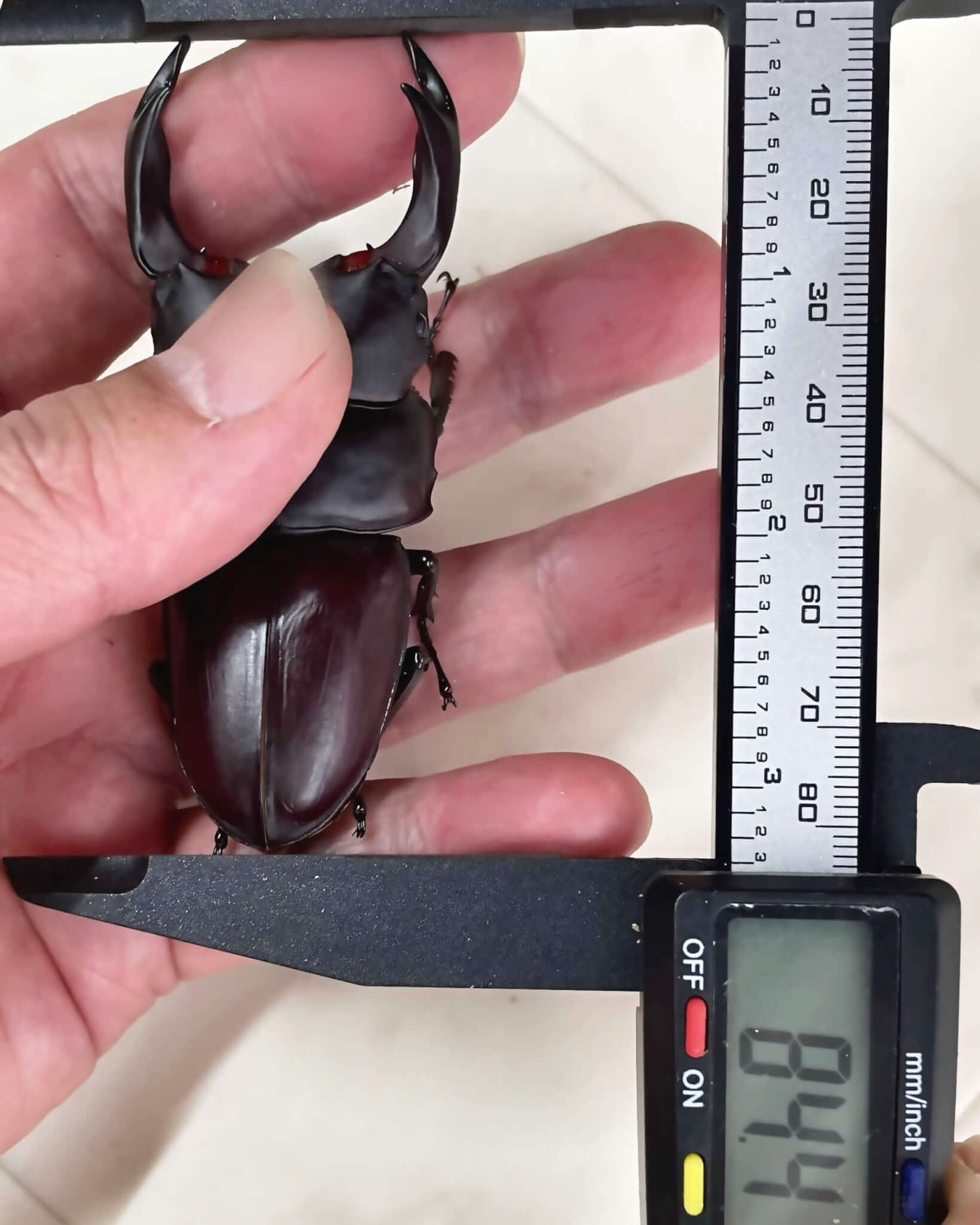 国産オオクワガタ　能勢YG