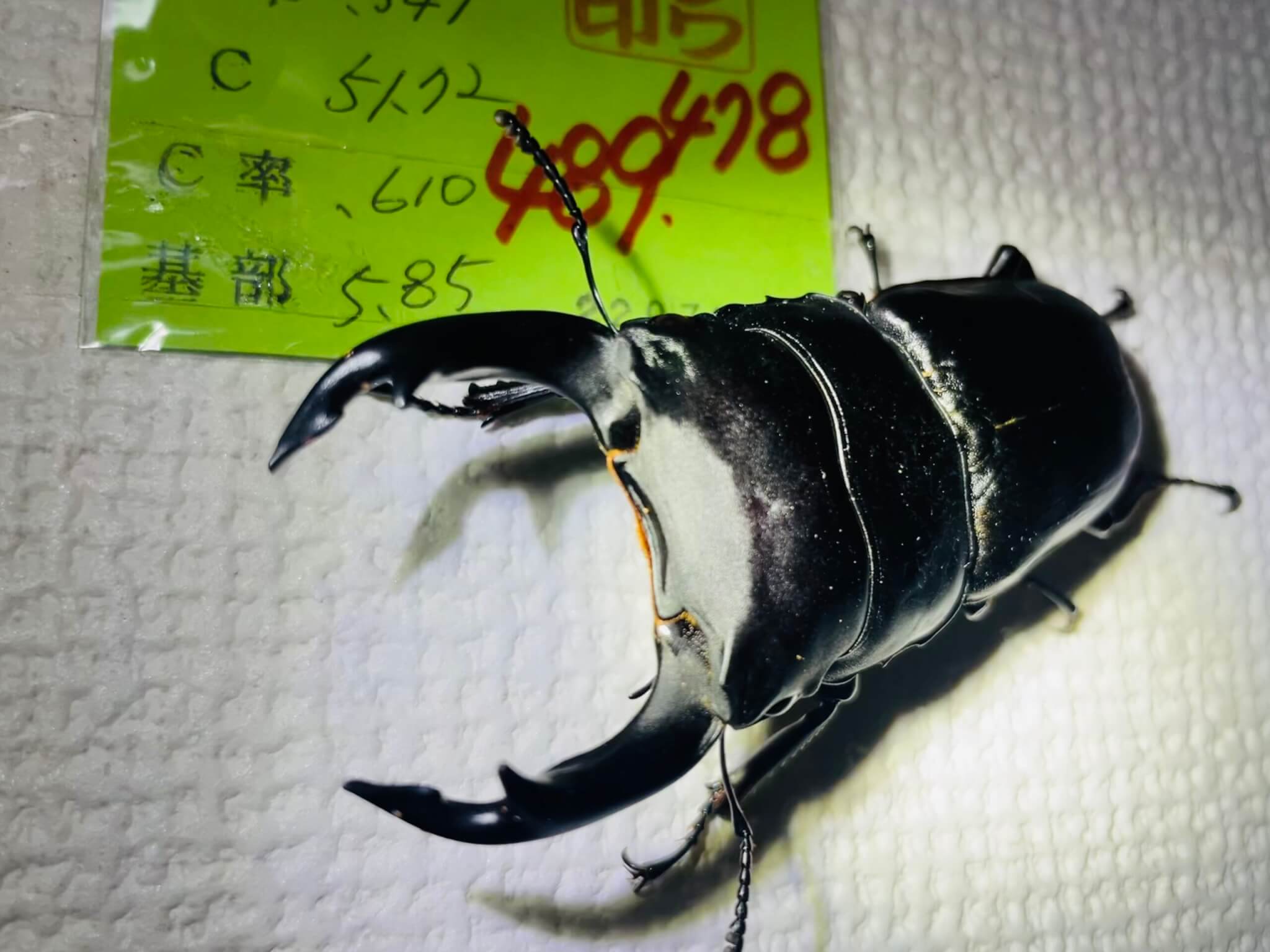 国産オオクワガタ　久留米