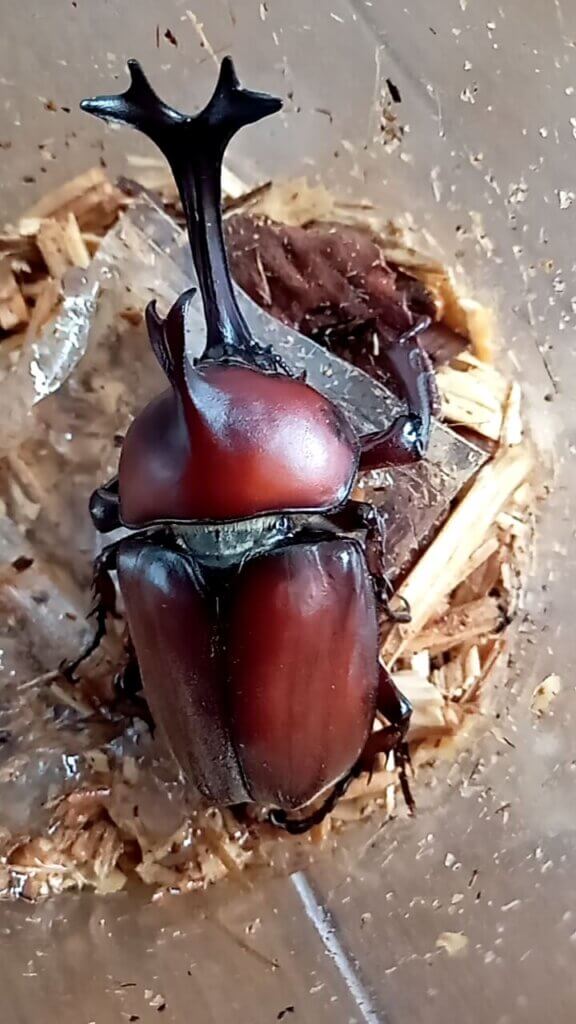 国産カブトムシ