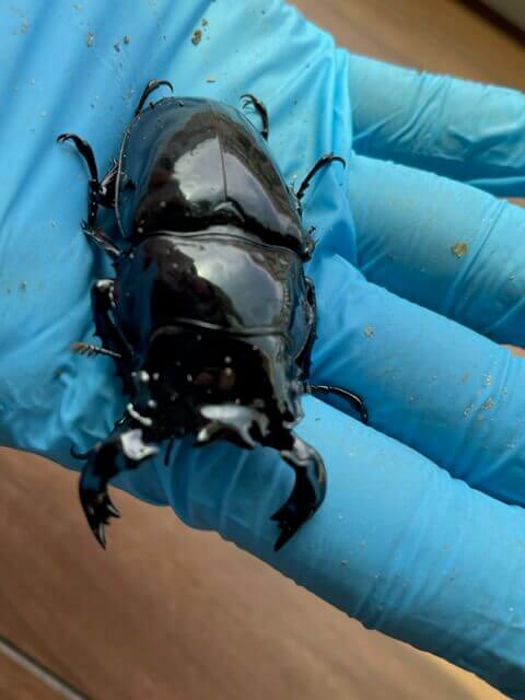 タランドゥスオオツヤクワガタ
