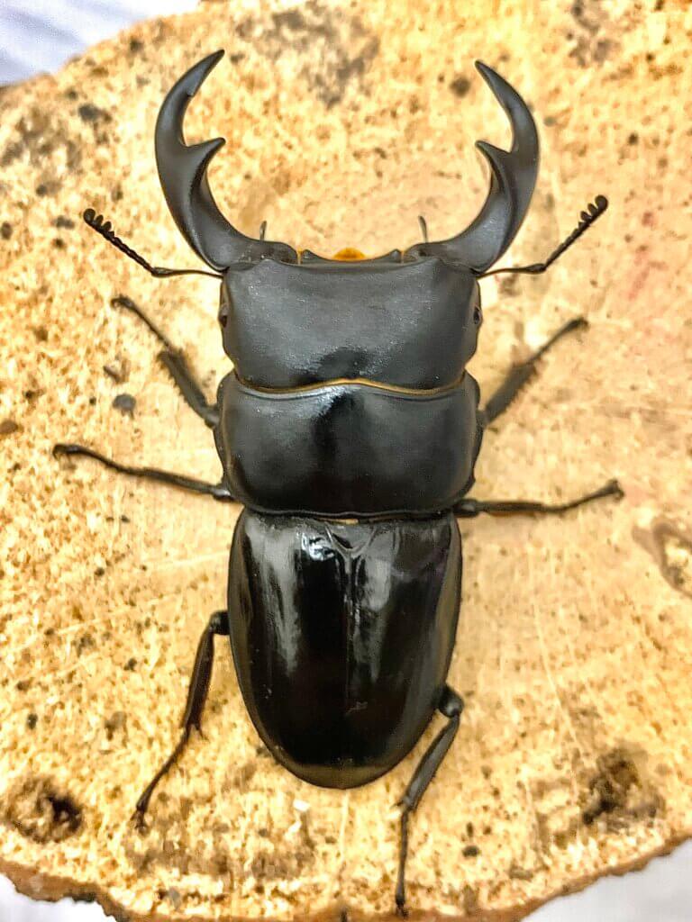 パリーオオクワガタ　東ジャワ