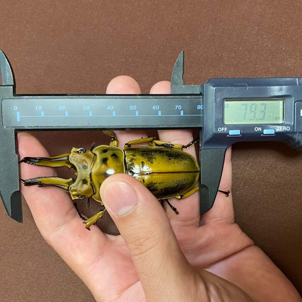 ババオウゴンオニクワガタ