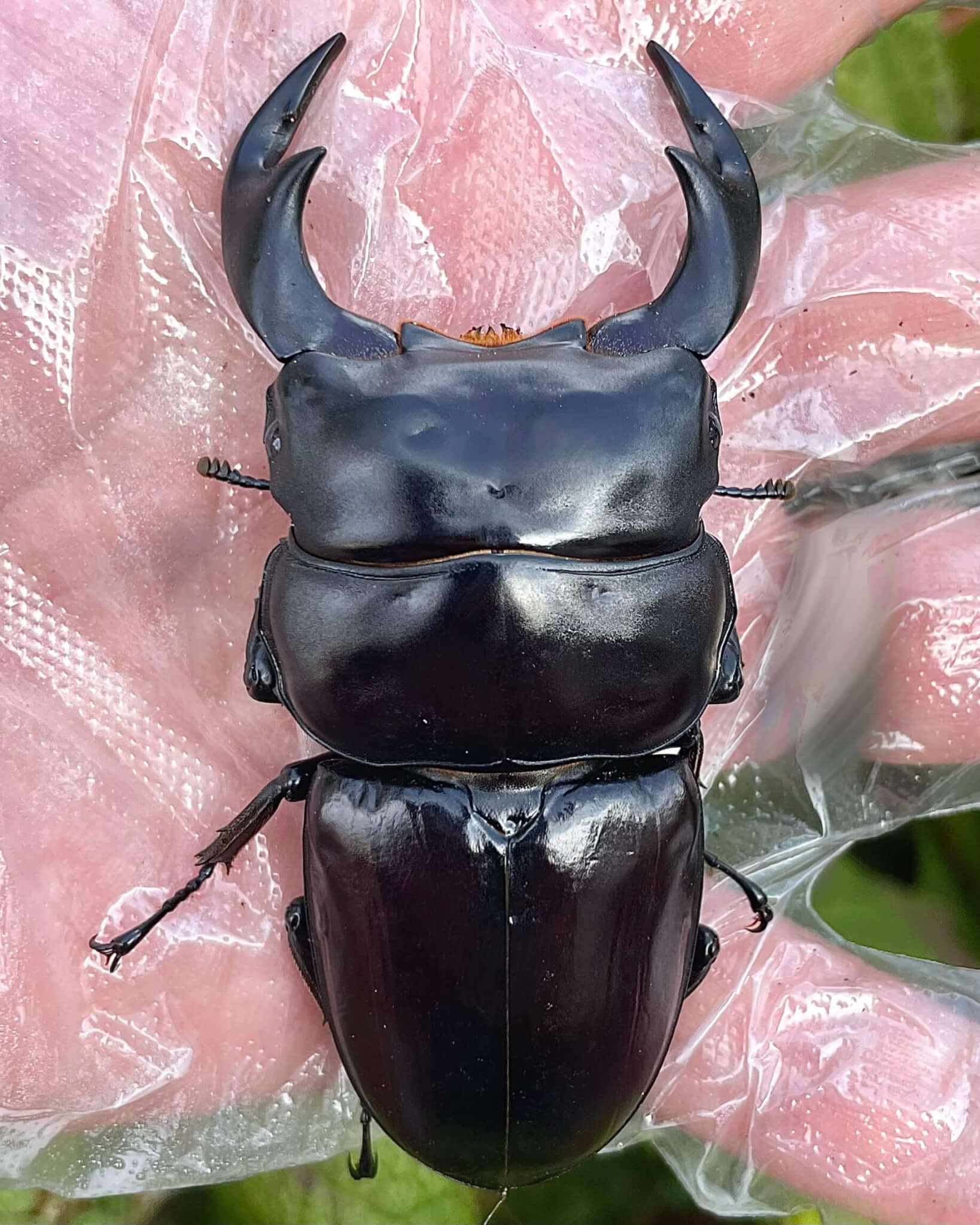 アンタエウスオオクワガタ　インドアルナーチャルプラデーシュ州ローワースバンシリ　