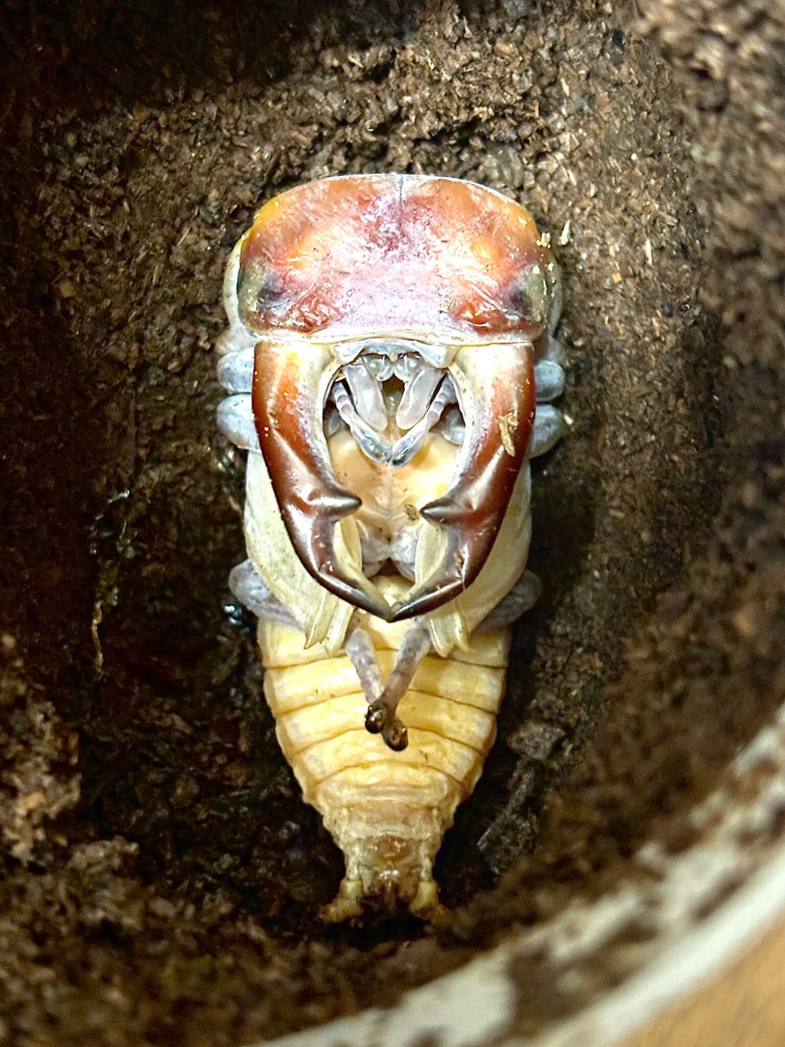 パリーオオクワガタ スマトラ