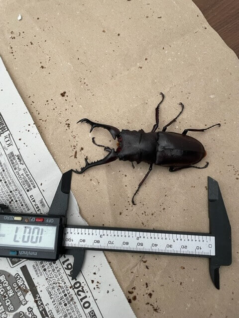 ギラファノコギリクワガタ