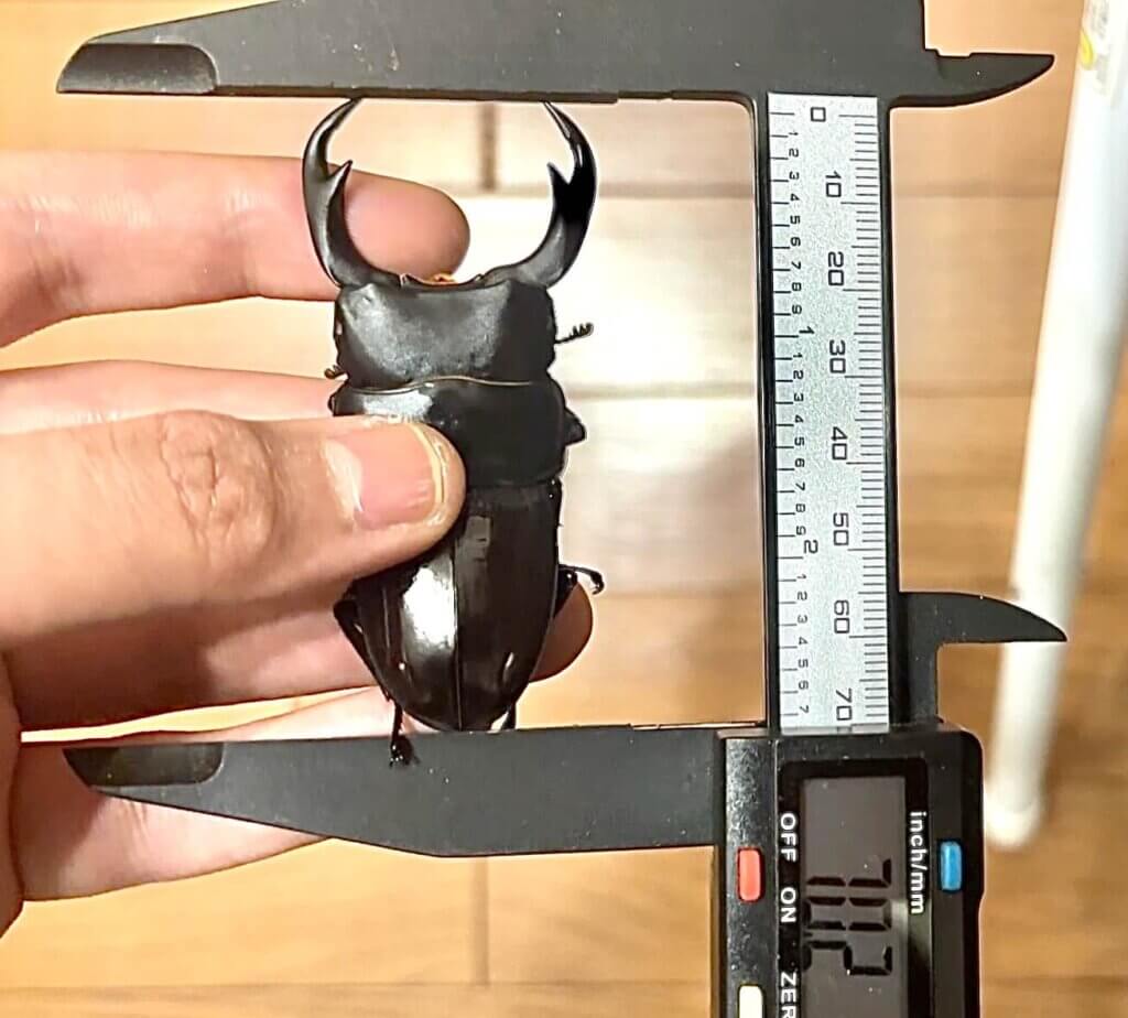 パリーオオクワガタ　パラワン大歯型