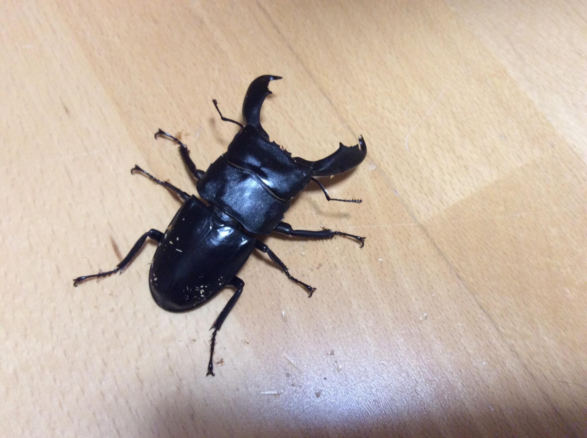 スラウェシオオヒラタクワガタ