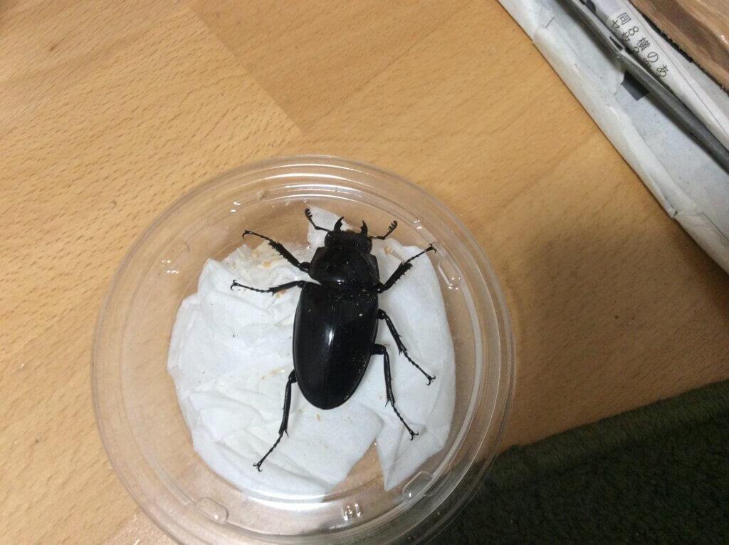 ギラファノコギリクワガタ