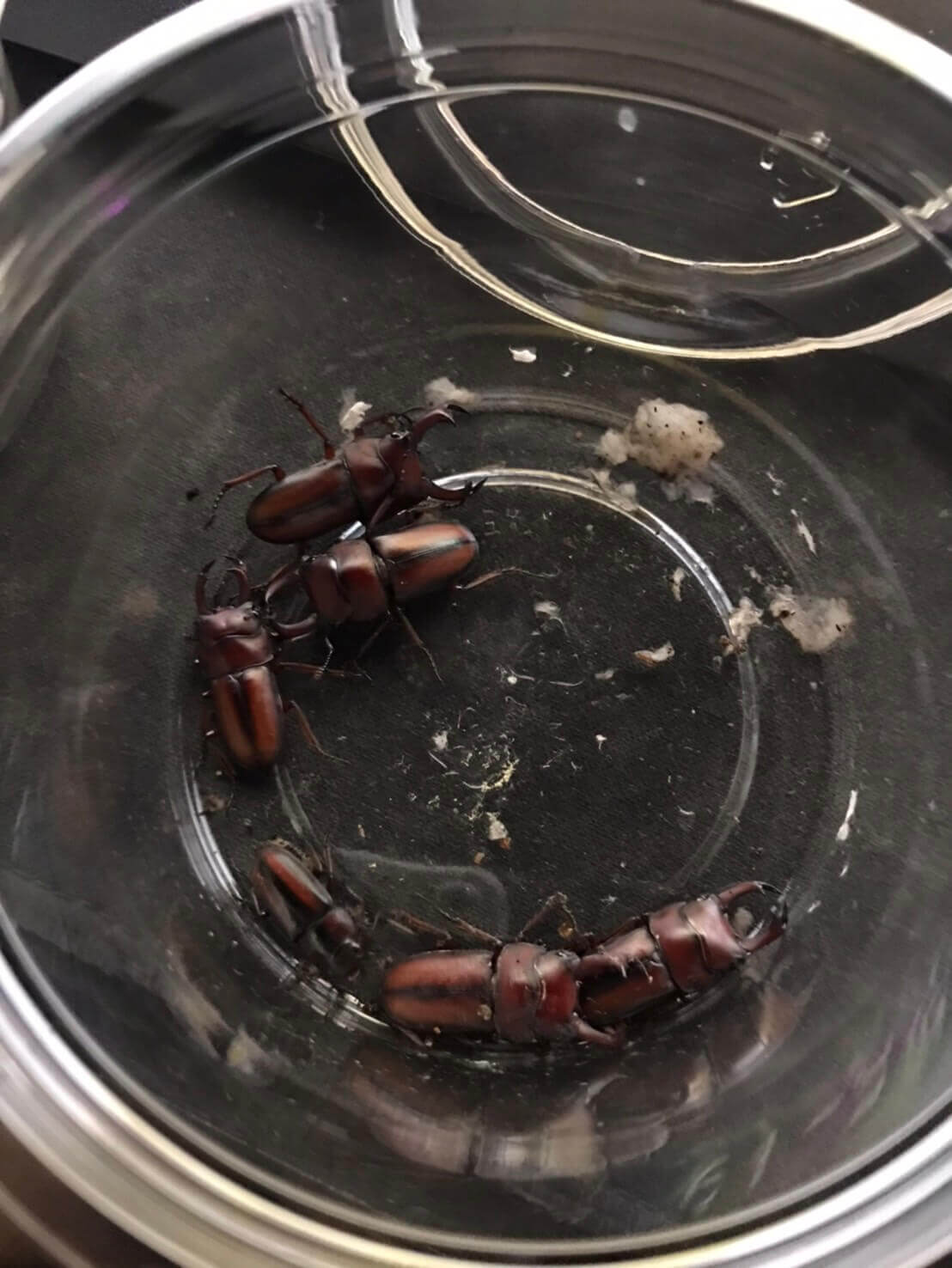 エレガントゥルスコクワガタ