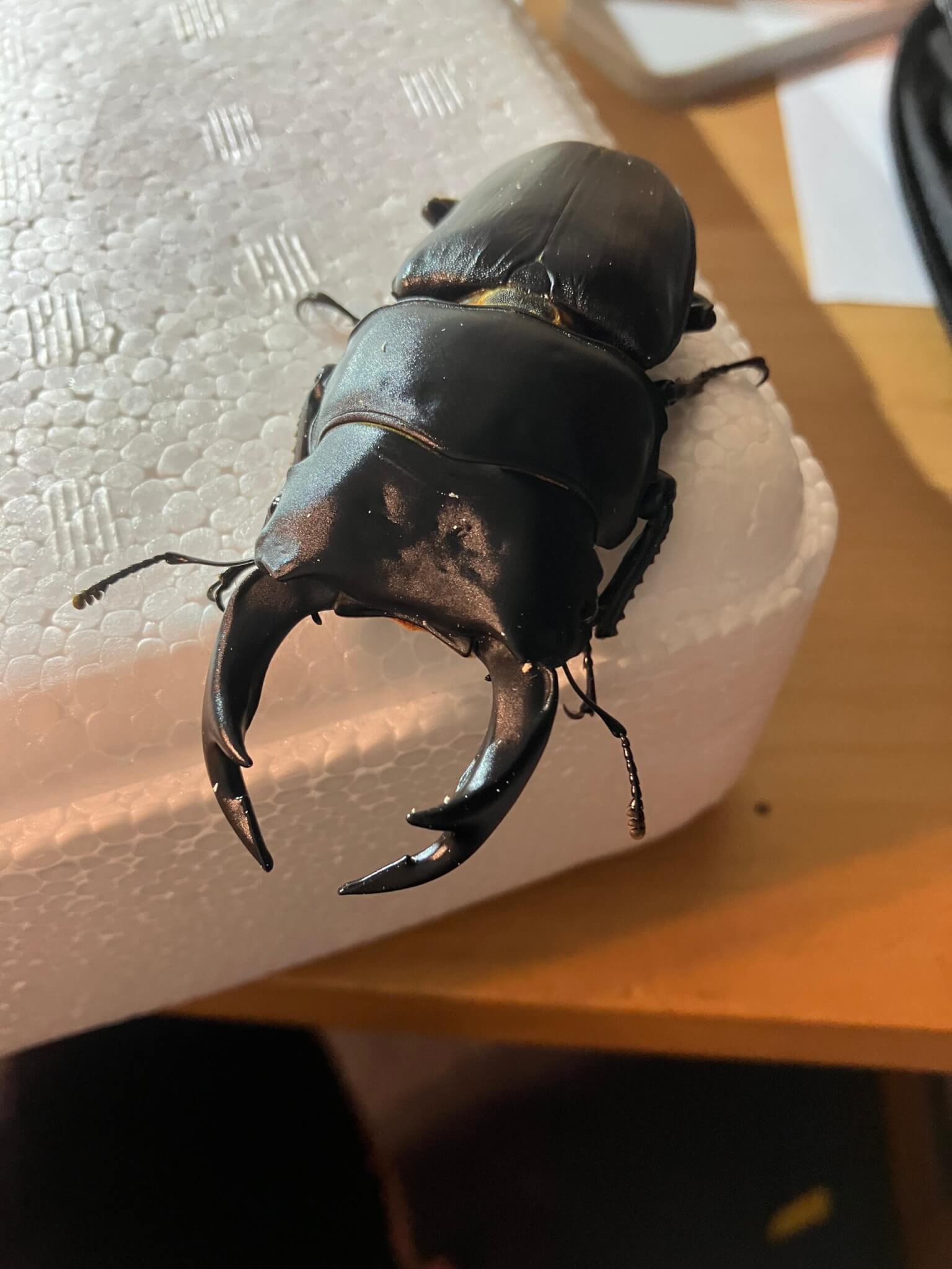 国産オオクワガタ 岡山県津山