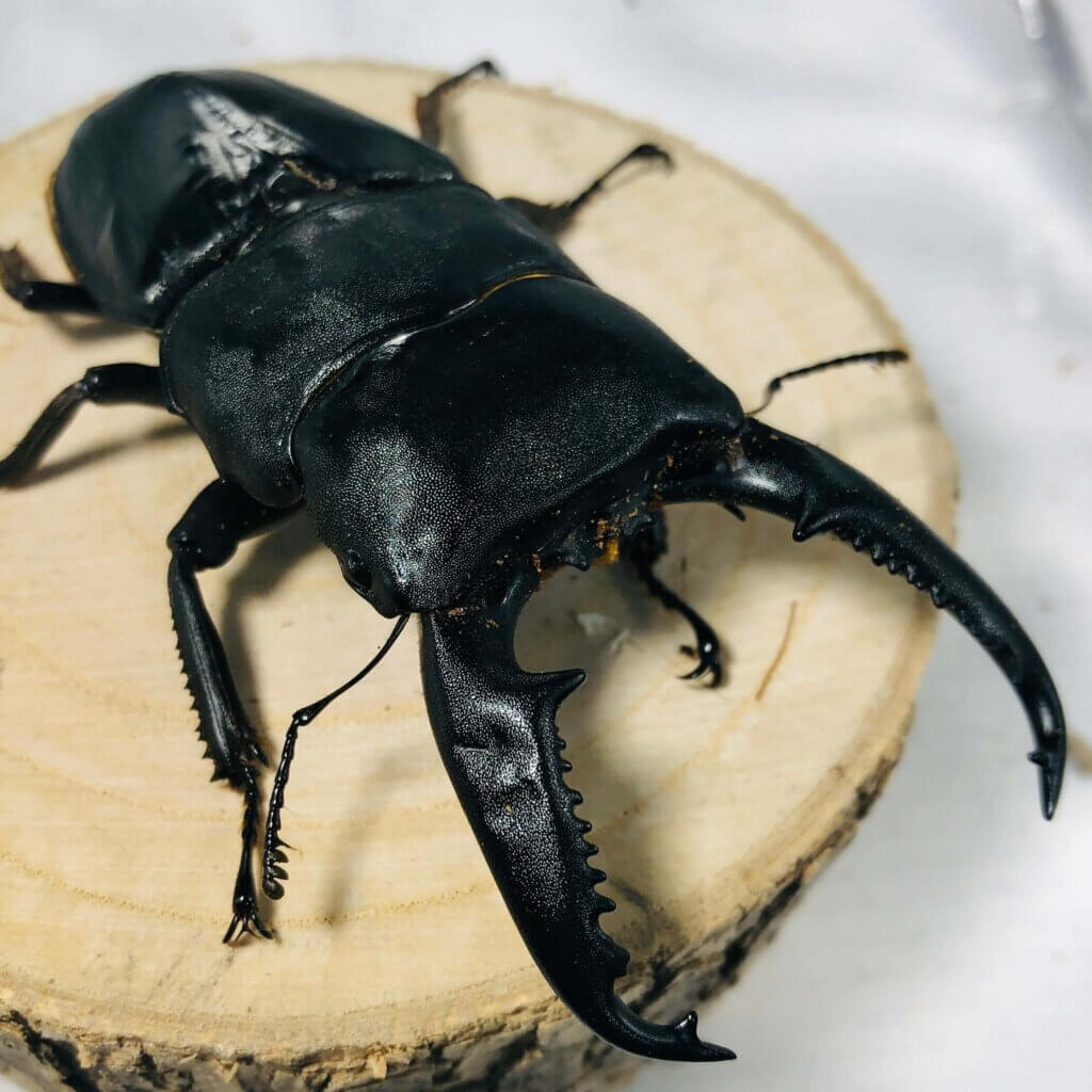 パラワンオオヒラタクワガタ