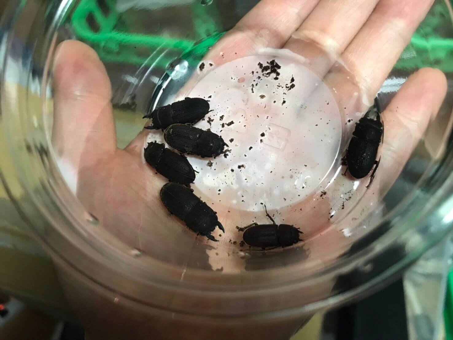 ヤマトサビクワガタ