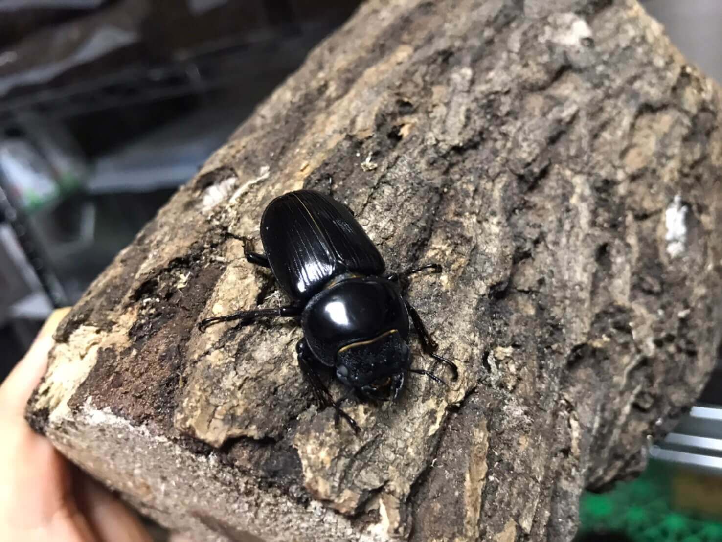 国産オオクワガタ　ホワイトアイ山梨WF3