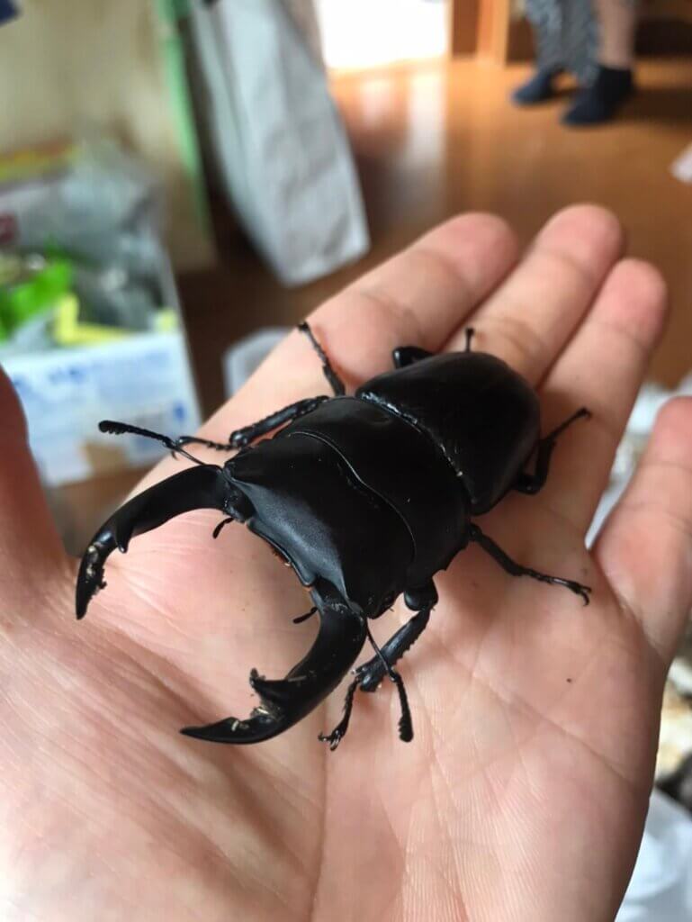 国産オオクワガタ　山梨WF3