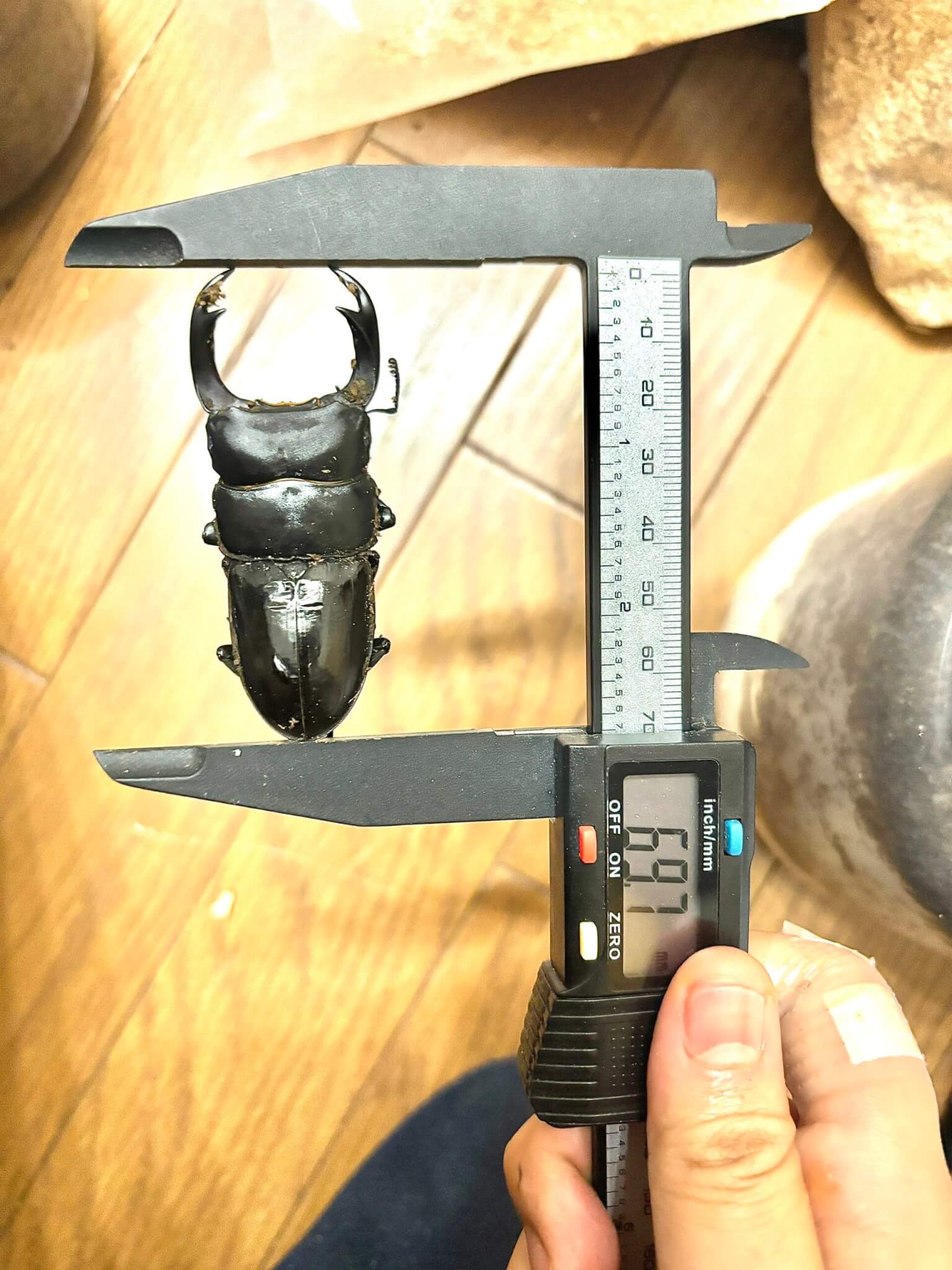 パリーオオクワガタ　西ジャワ