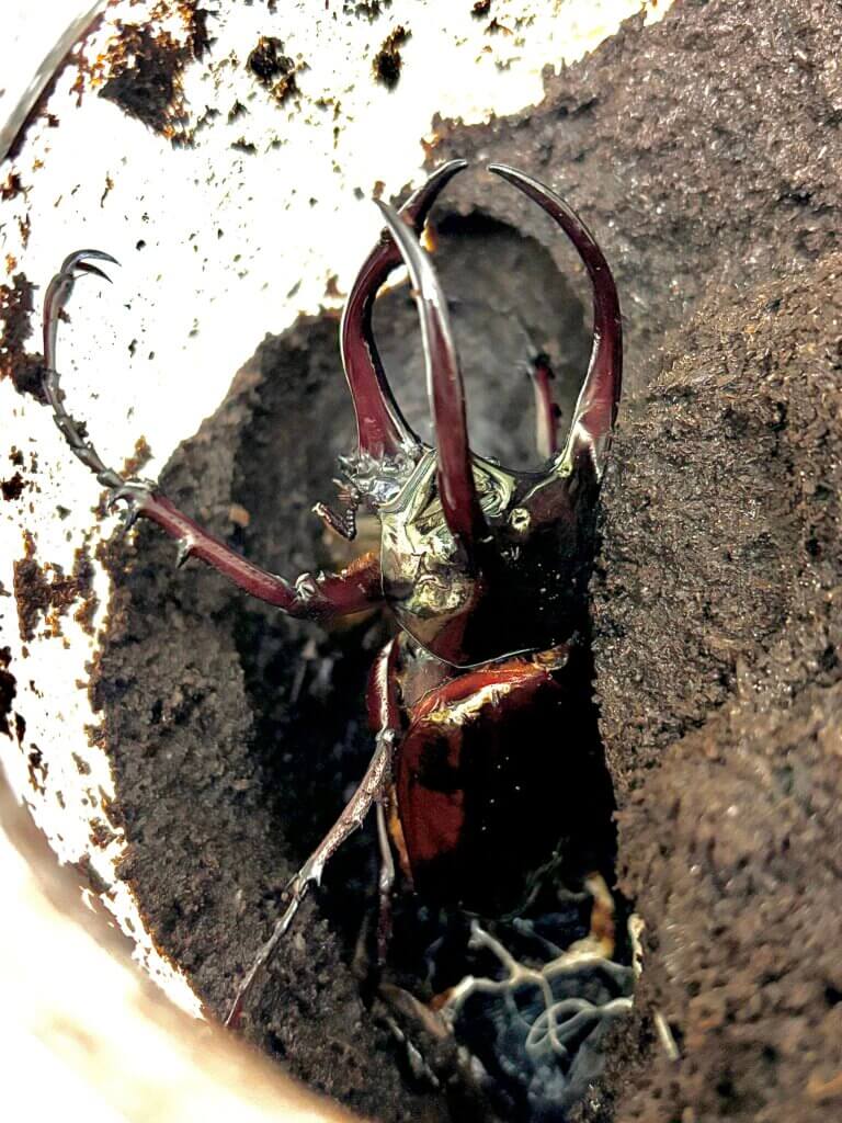 アトラスオオカブト　スマトラ