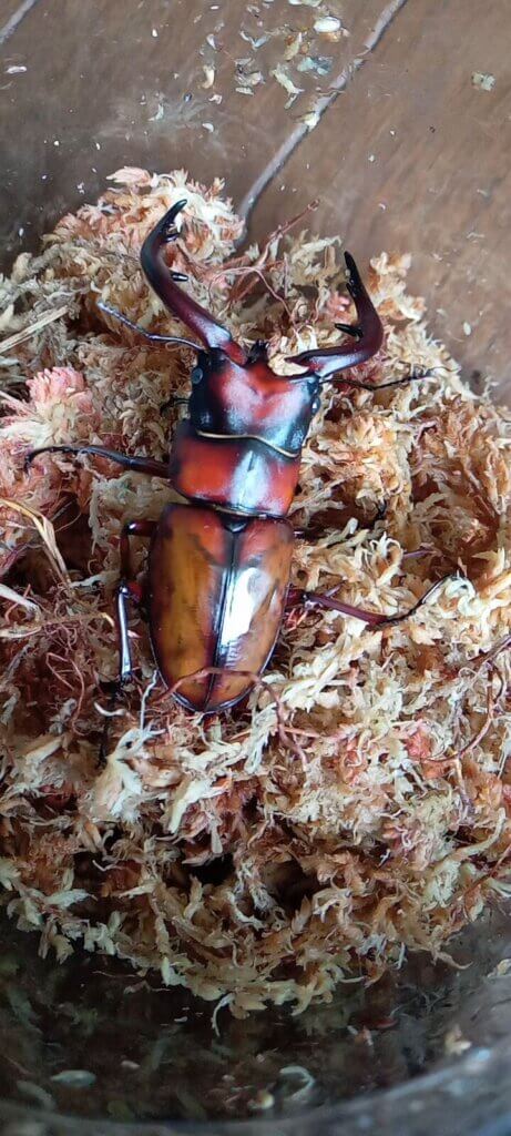 トカラノコギリクワガタ　中之島