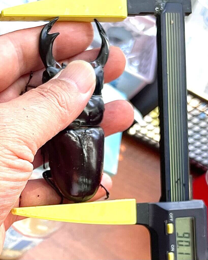 アンタエウスオオクワガタ　インドアッサム州サディア　