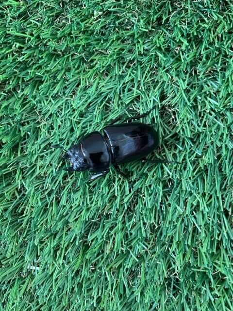 国産オオクワガタ