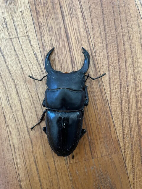 国産オオクワガタ