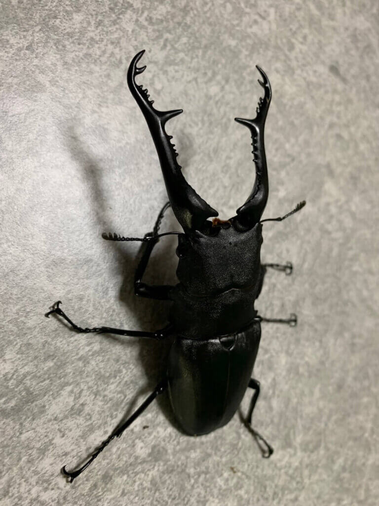 ギラファノコギリクワガタ　フローレスWF1