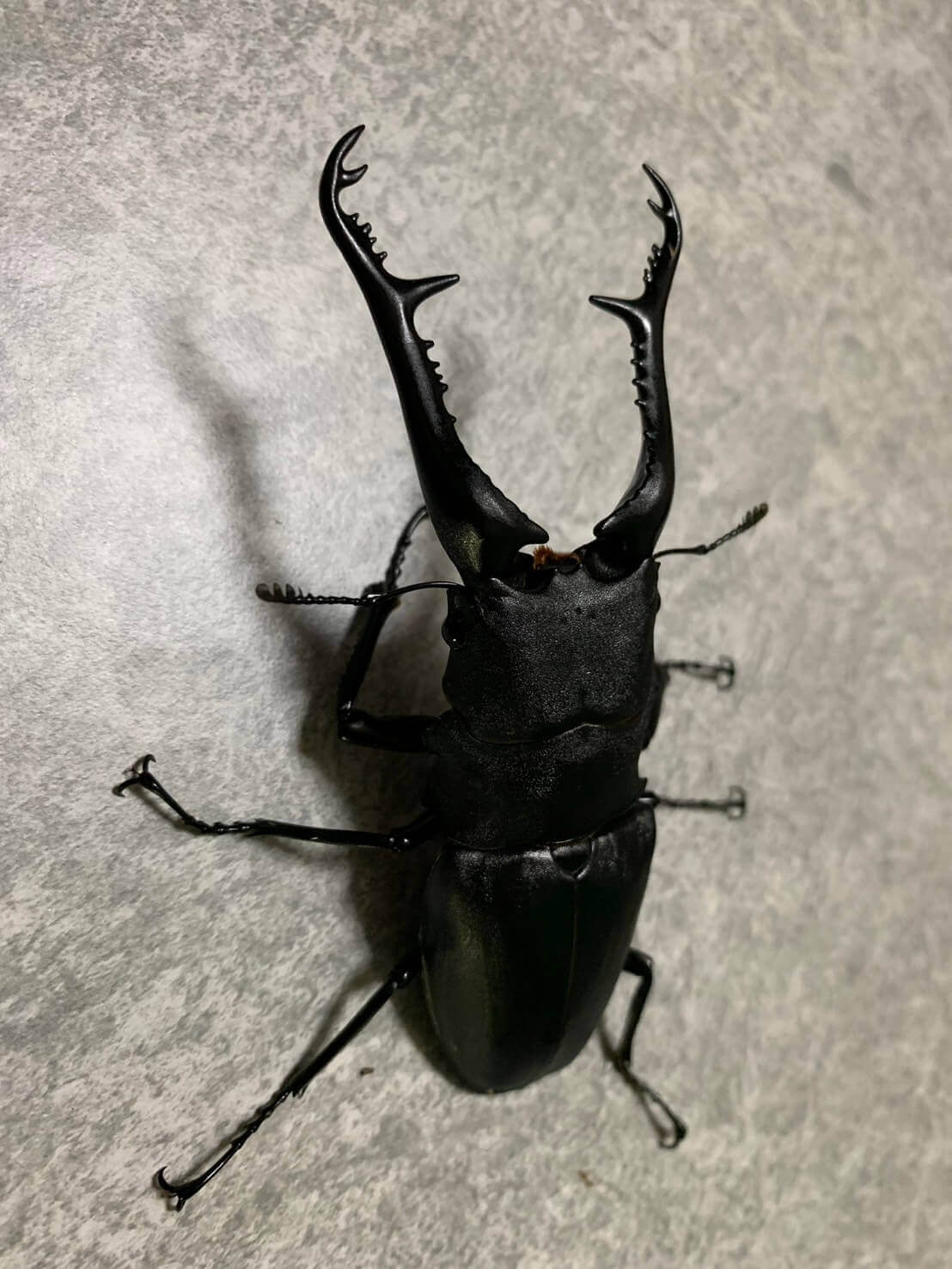 ギラファノコギリクワガタ　フローレスWF1